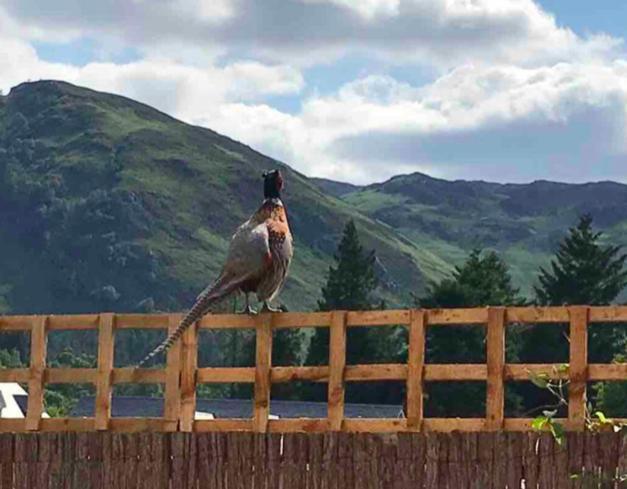 The Bothy - Your Unique Luxury Refuge سانت فيلانز المظهر الخارجي الصورة